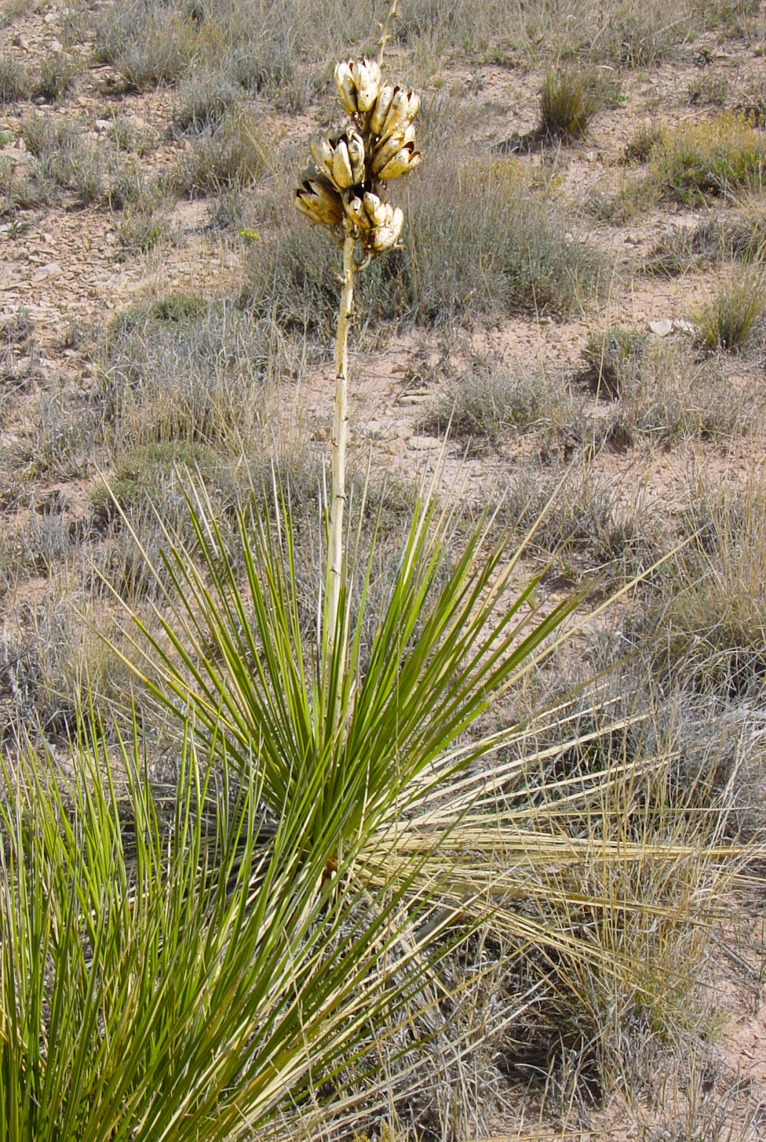 A tall desert plat is dry and brown with green leaves