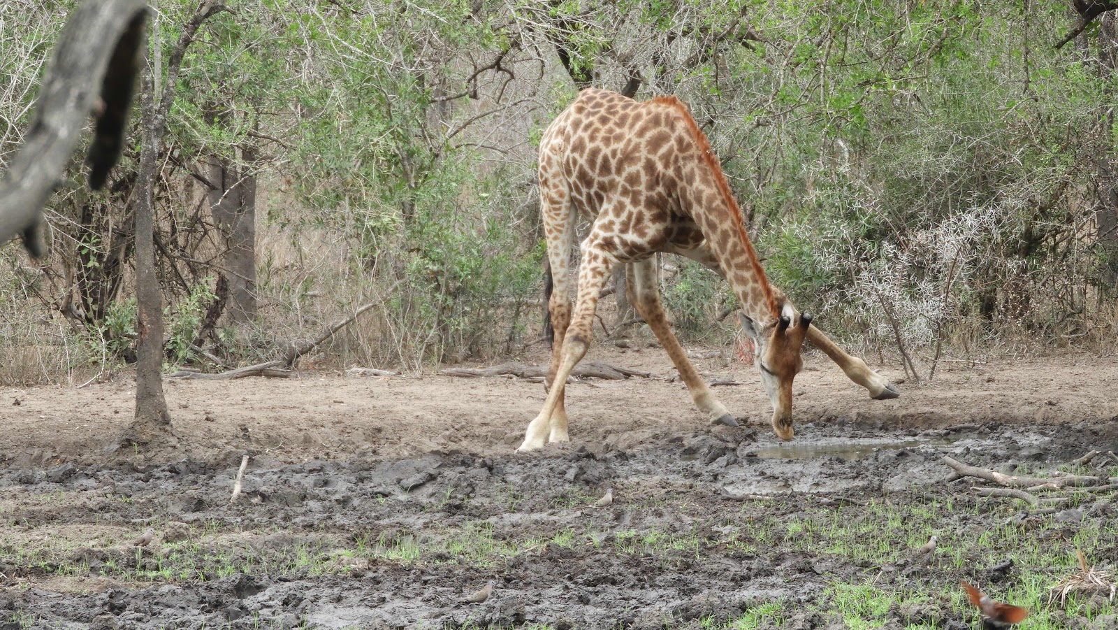 Mkhaya drinking giraffe eSwatini