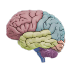 3D Brain apk Download