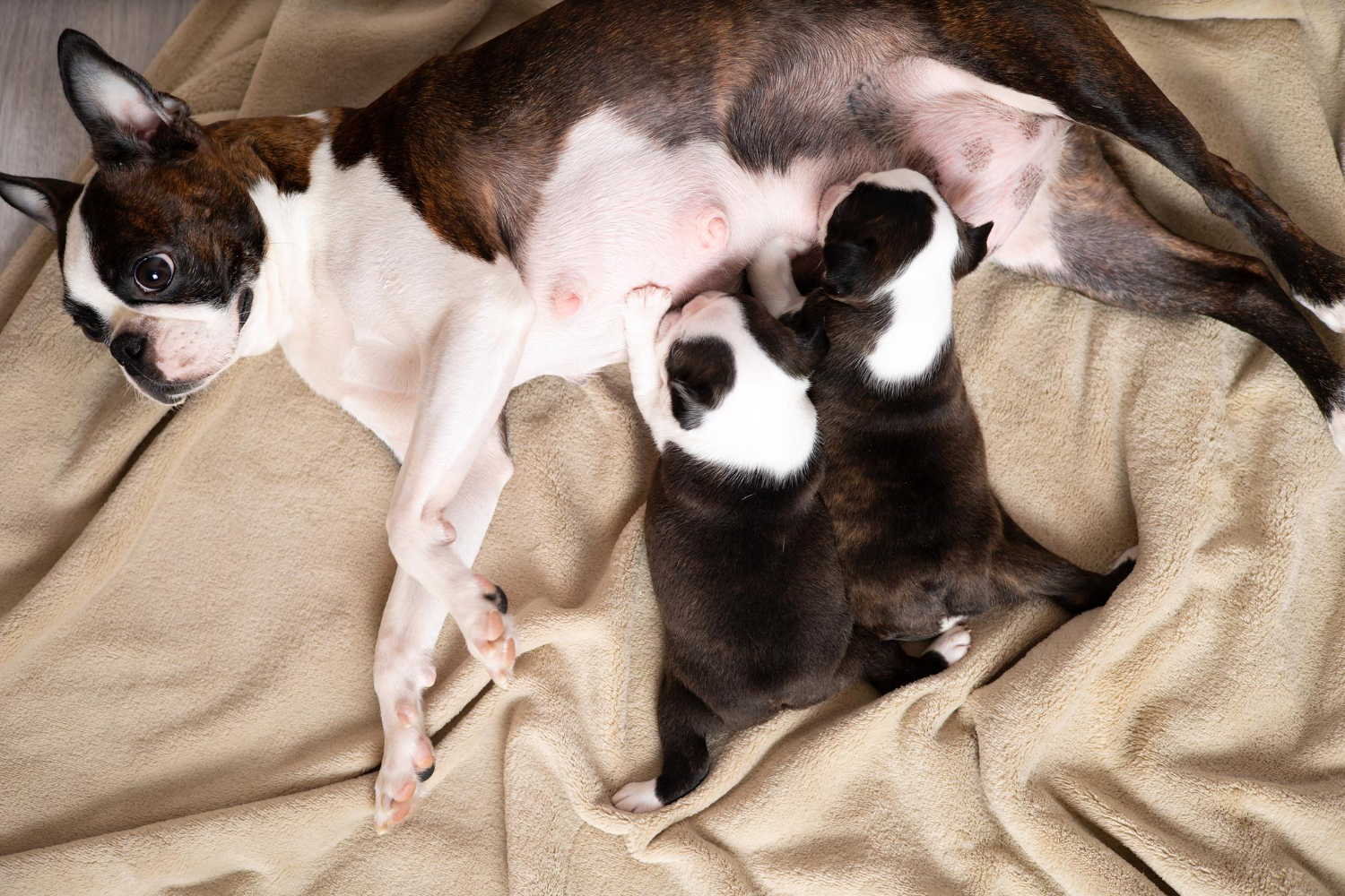 what supplements should i give my pregnant dog