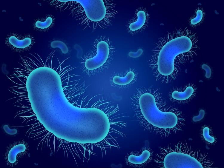 نتيجة بحث الصور عن ‪bacteria‬‏
