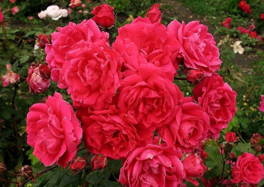 https://lanshaft.com/wp-content/uploads/2016/12/Roza-parkovaya-900x638.jpg