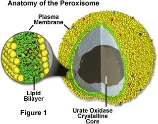 peroxisome.jpg