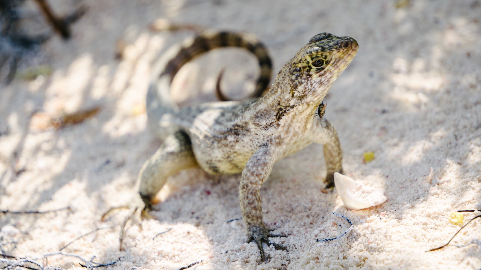 Lizard in the sand