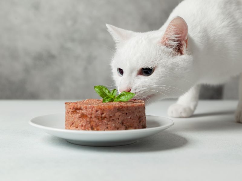 vegan-cat-food