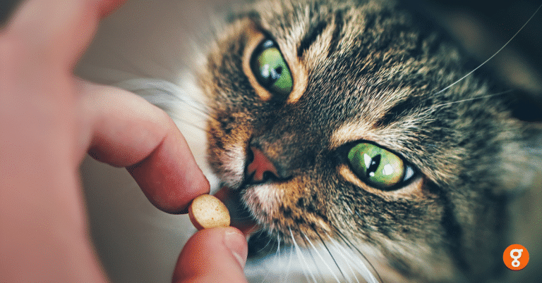 Step 2 การหย่อนยาใส่ปากแมว