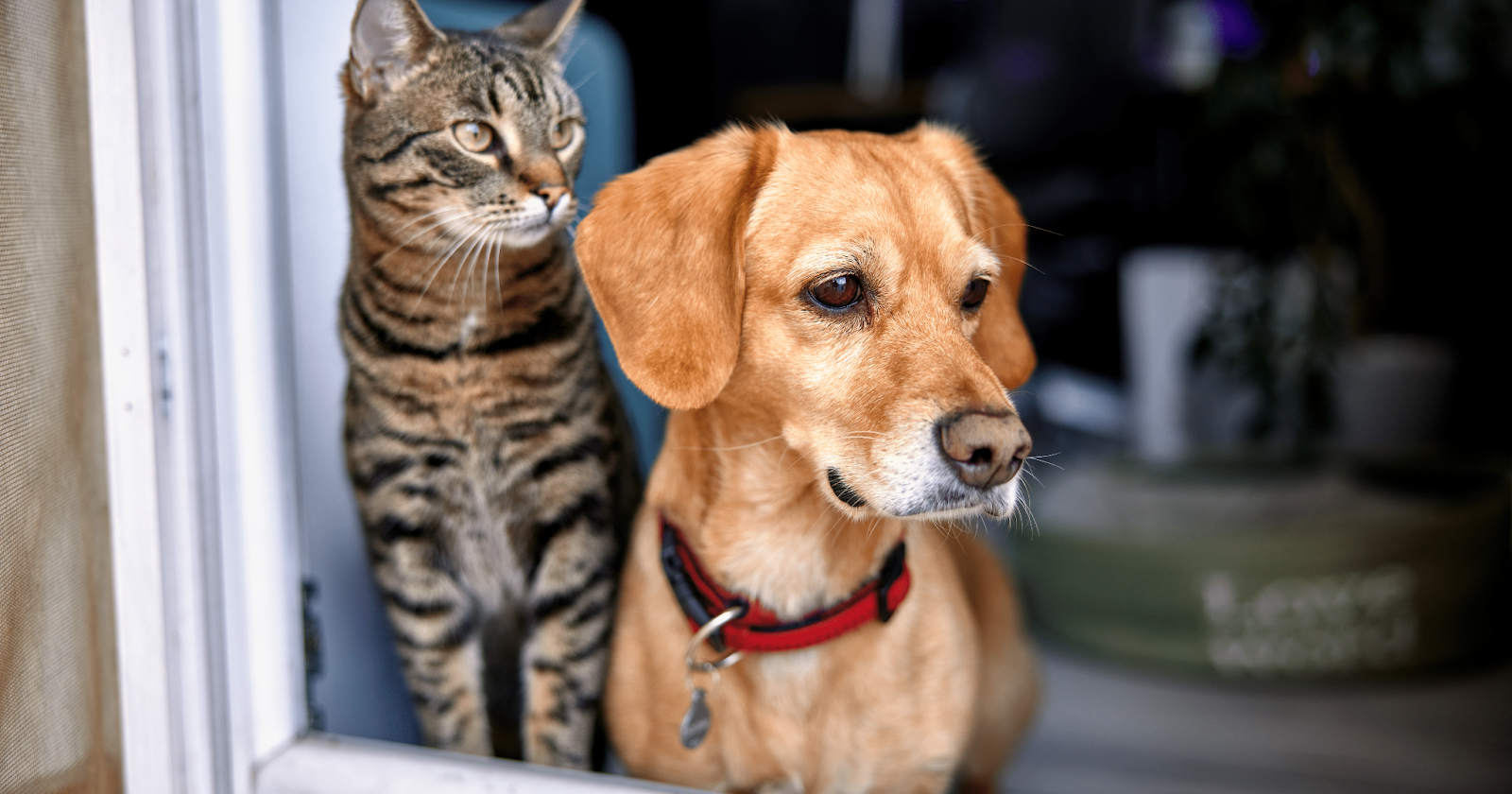 Tabby cat and small dog sitting together looking out open window