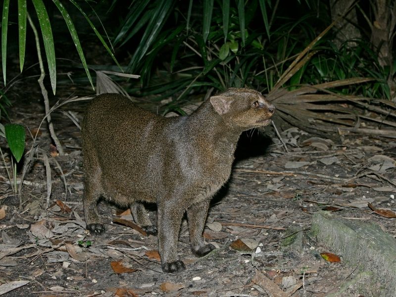 Jaguarundi