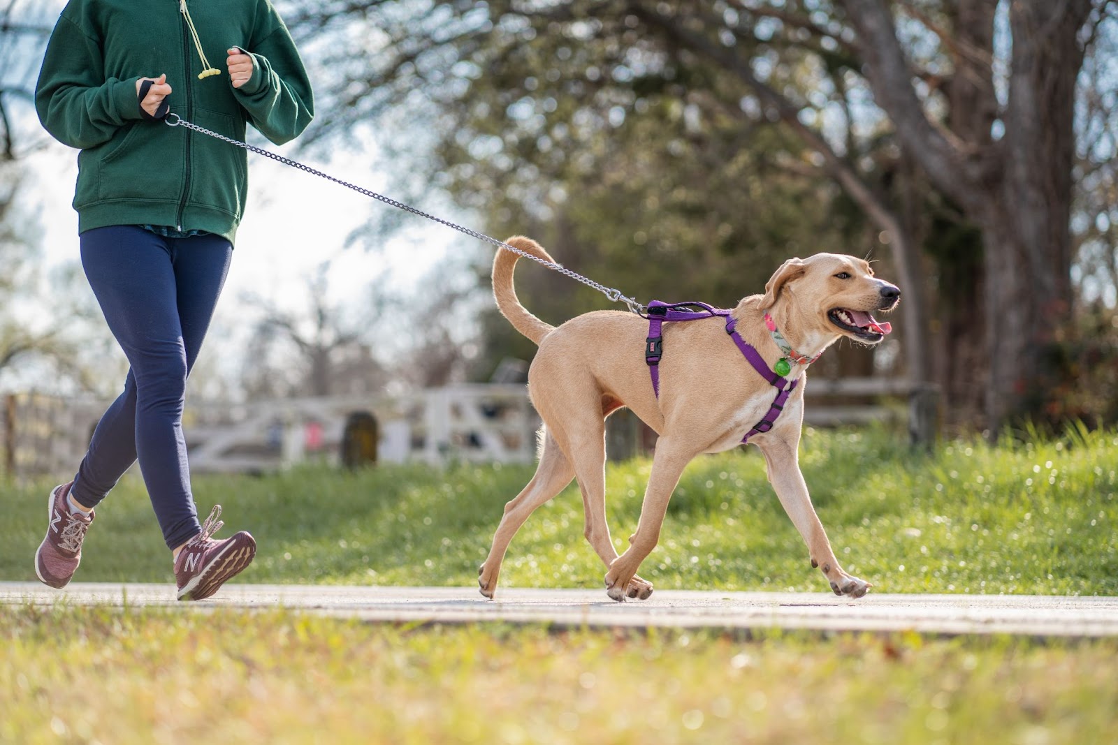 Limb-Brace-of-dog