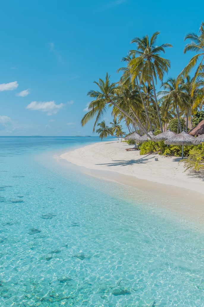 A beach with palm trees and blue water

Description automatically generated with low confidence