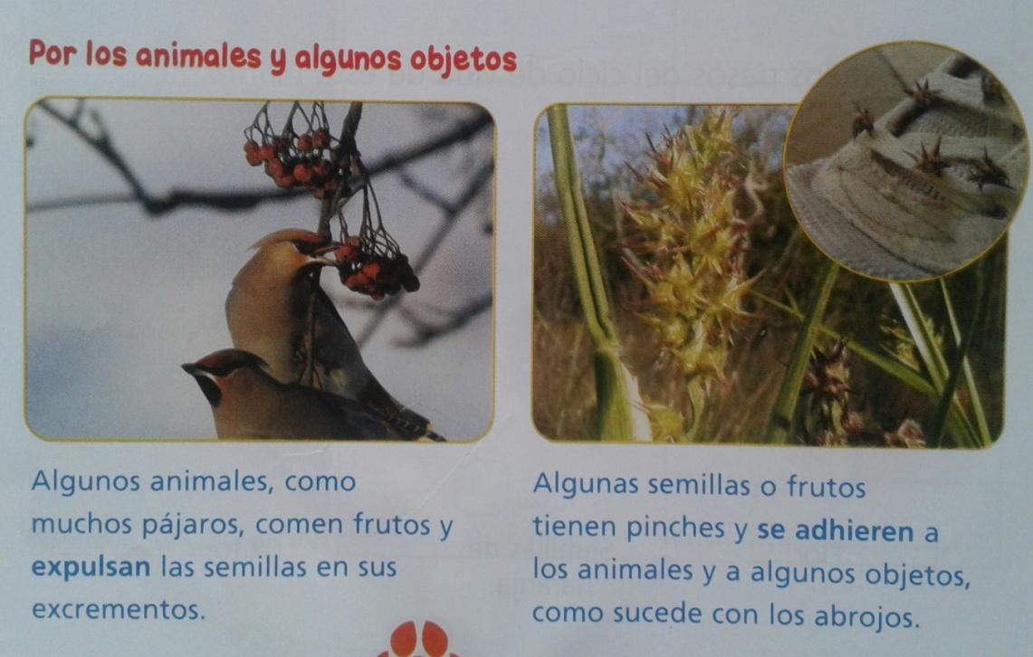 C:\Users\Matias\Downloads\SEMILLAS (1).jpg