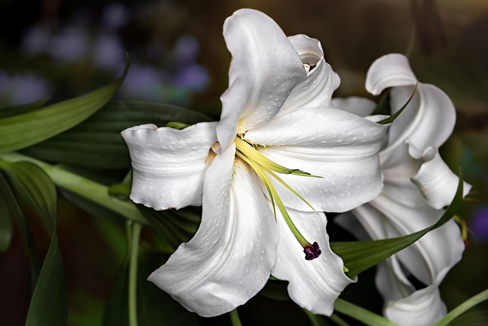 Beyaz Renkli Lilyum Çiçeği