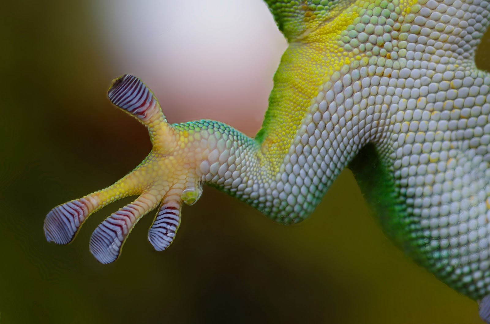 Gecko hand pressed against glass