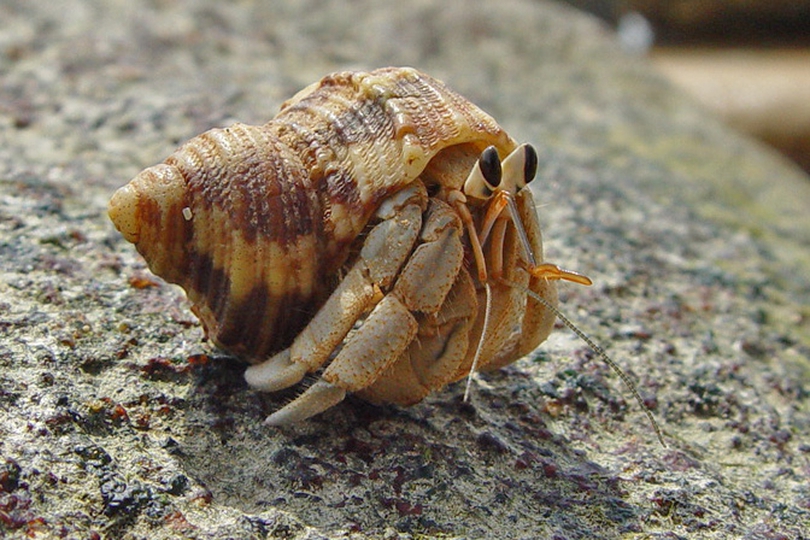 Do Hermit Crabs Smell