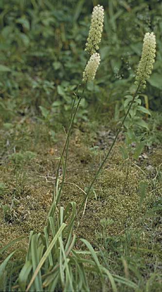 Fly poison or stagger grass plant in bloom