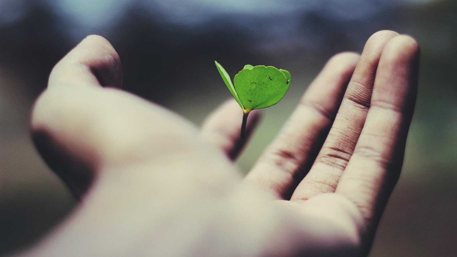 Floating green leaf on a person's hand