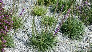 Liatris microcephala - Emory Knoll Farms Emory Knoll Farms