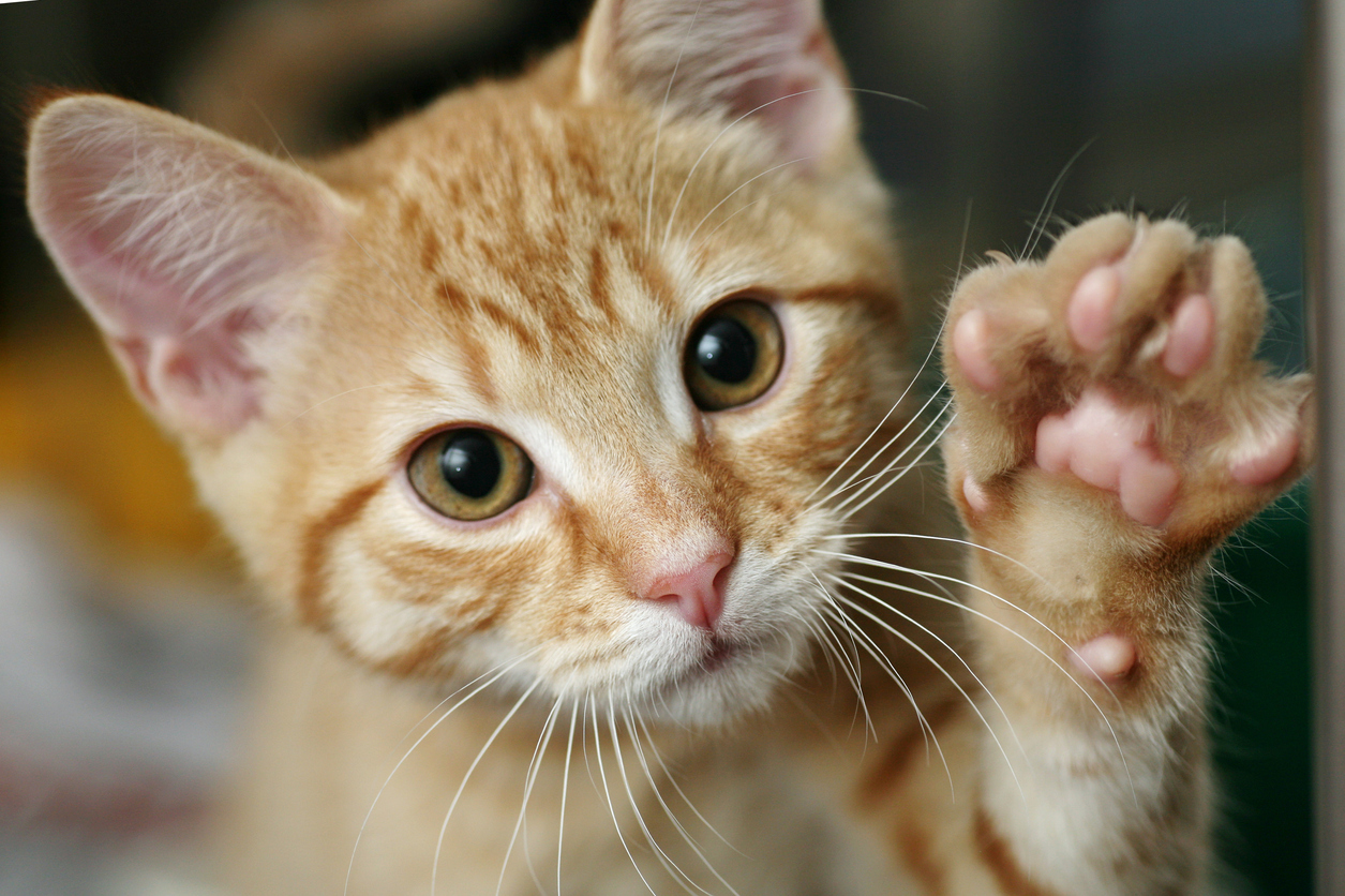 cat-paw-injury