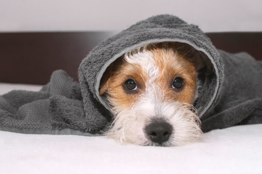 dog hiding under a blanket