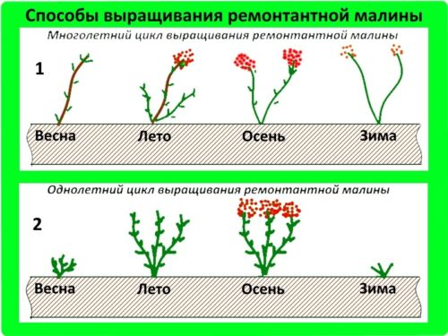 Способы выращивания ремонтантной малины