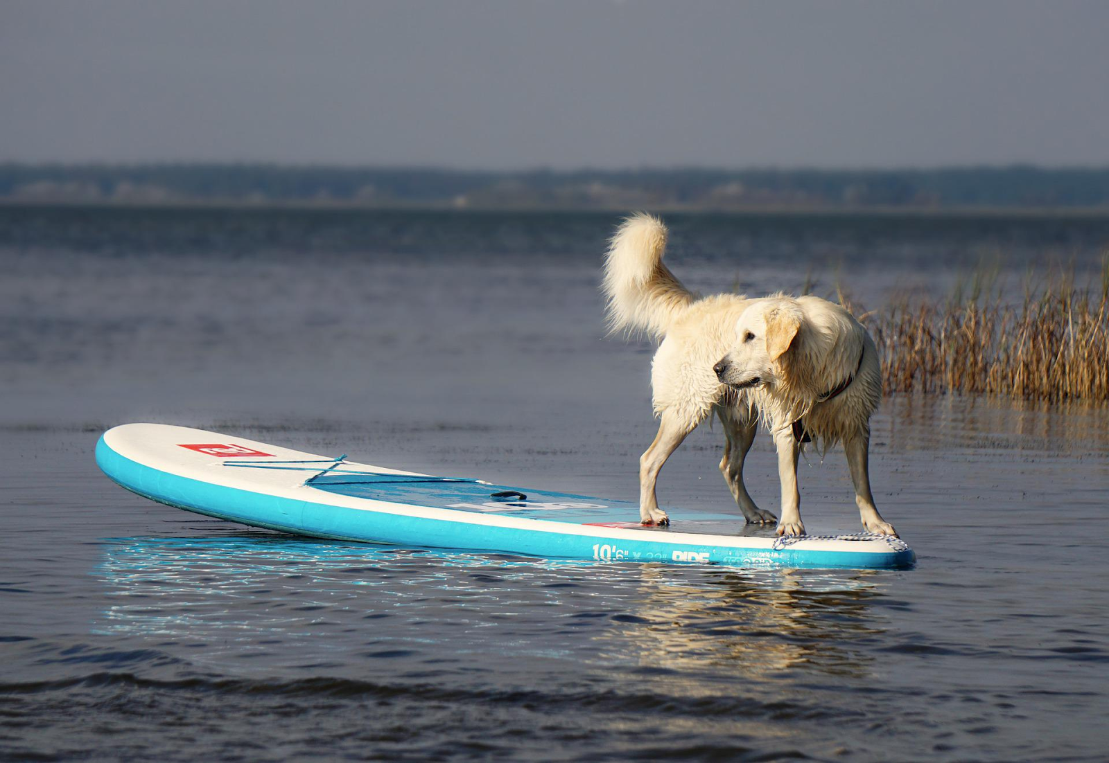 Paddle boards each have their own weight capacities in case you want to bring more storage or even a pet.