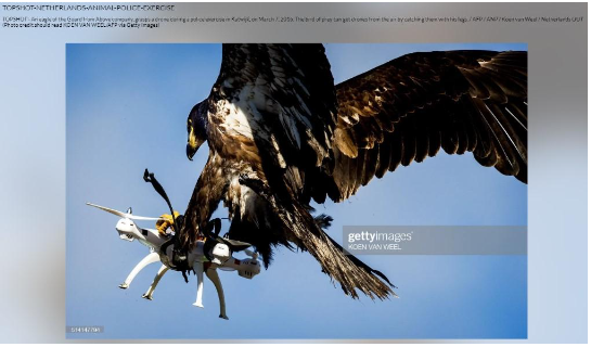 getty image eagle