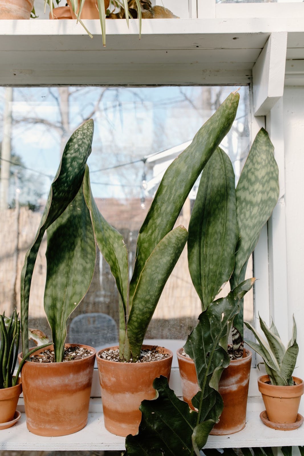 how to take cuttings from houseplants