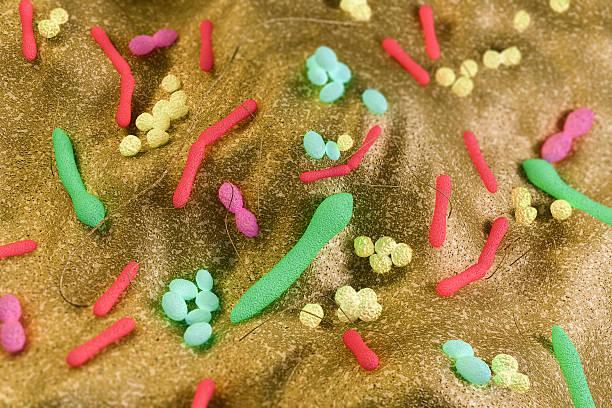 Gut Bacteria (3D)