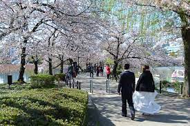 6 สถานที่สำหรับชมดอกซากุระช่วงฤดูใบไม้ผลิยอดฮิตในเมืองโตเกียว ที่ไม่ควรพลาด ! 4