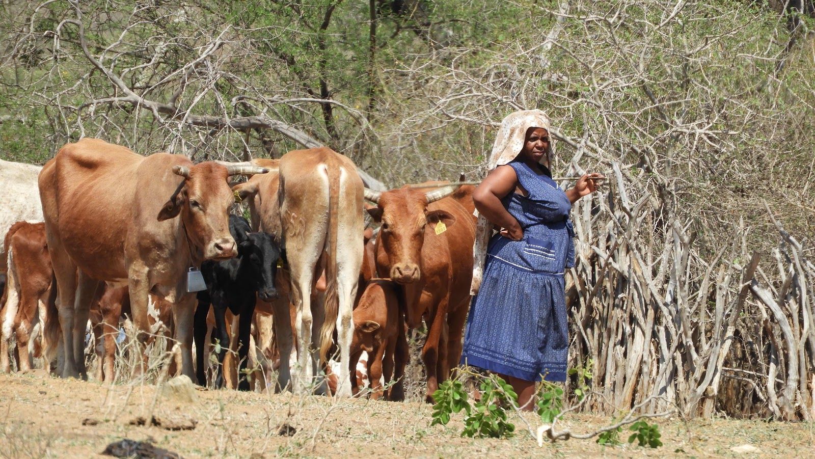 MR9 cattle market eSwatini.