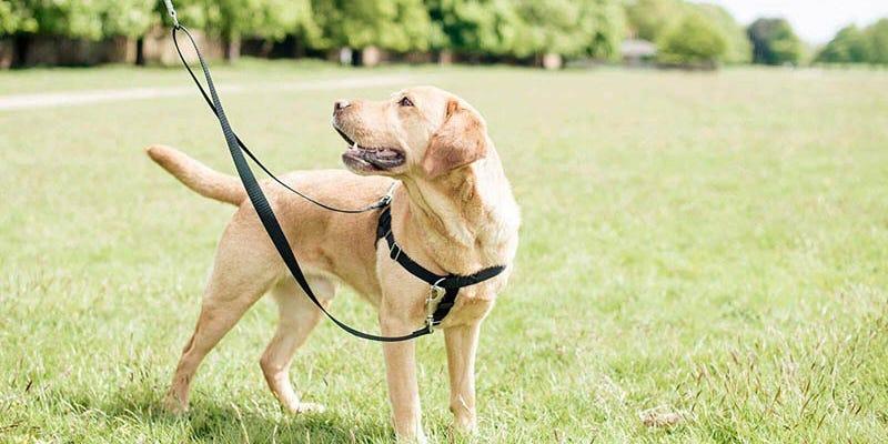 Best No-Pull Dog Harnesses in 2021