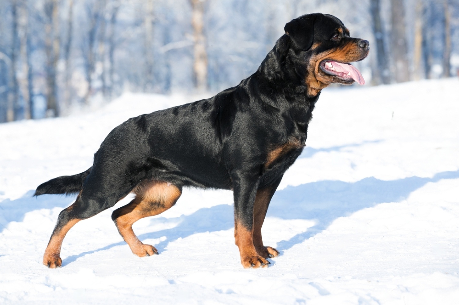 Do Rottweilers Growl When Happy? 5 gxpmu59SY7HCWRvNBUCbah14YcKeoCCdb9oUvHldvOrjwrS5gqk7FqYcJkZFX7h5vzZIMtJEBgGYzW8inImeDWSqg zuPJSWIfqyyjZu7JaDZKu KyNMF4sf5a7HzNRy6cDHejqtLrTimh3jKRP4k 4