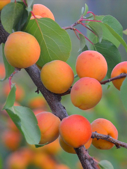 Apricot fruit on tree