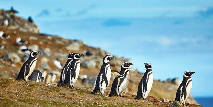 Khám phá tour du lịch Chile - Hàng trăm ngàn con chim cánh cụt di cư đến đây vào tháng 9 và tháng 10