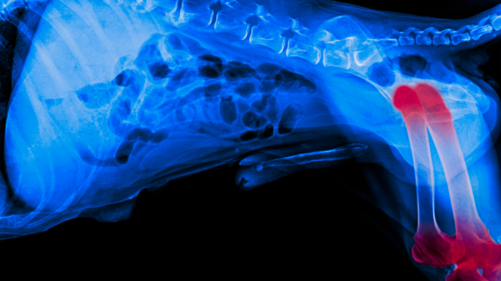 Hip dysplasia in dogs is a common skeletal condition. 