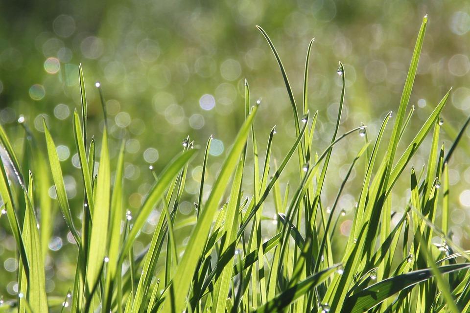 Free Dew Grass photo and picture