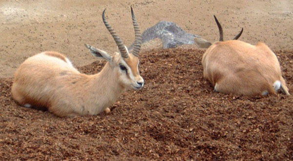 Adult Dorcas gazelles