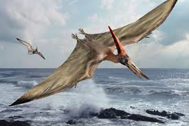 Image result for pterodactyl pictures