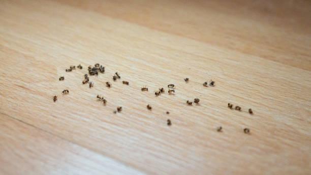 Dead ants on a laminate floor. Dead ants in the house. Dead ants on a laminate floor. Dead ants in the house. get rid of fly stock pictures, royalty-free photos & images