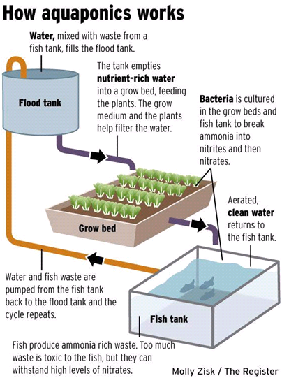 Media-Based-Aquaponics-System.png