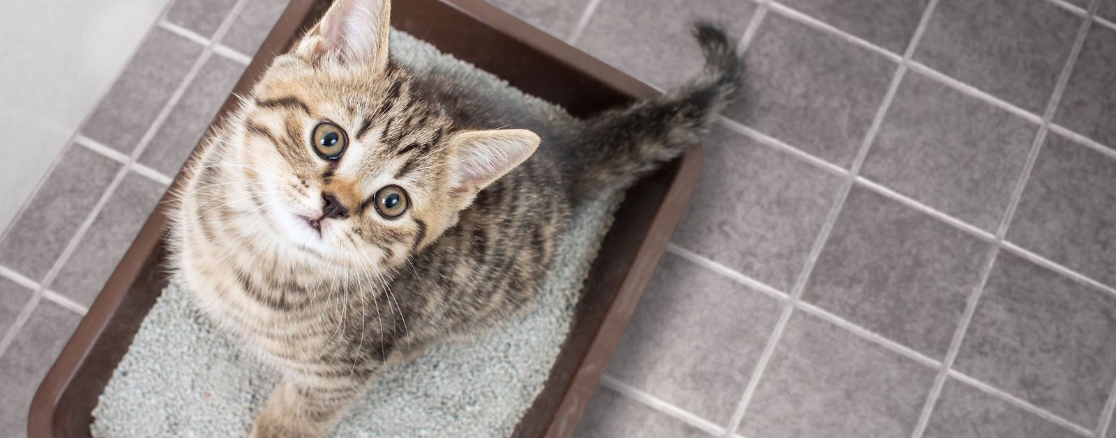 Overcrowded Litter Box