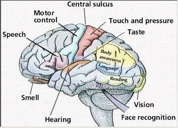 Brain and five Senses
