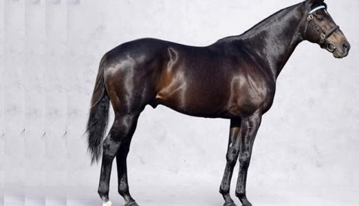 The most powerful horse 2014 