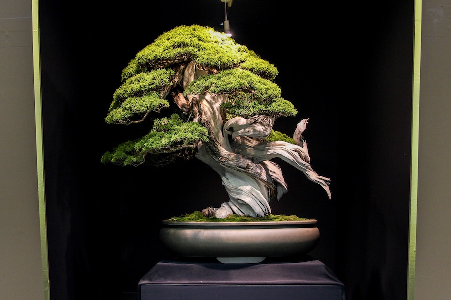 15 Most Expensive Bonsai Trees in the World [Updated 2022]
