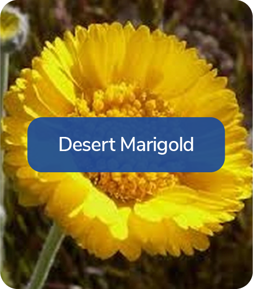 desert marigold