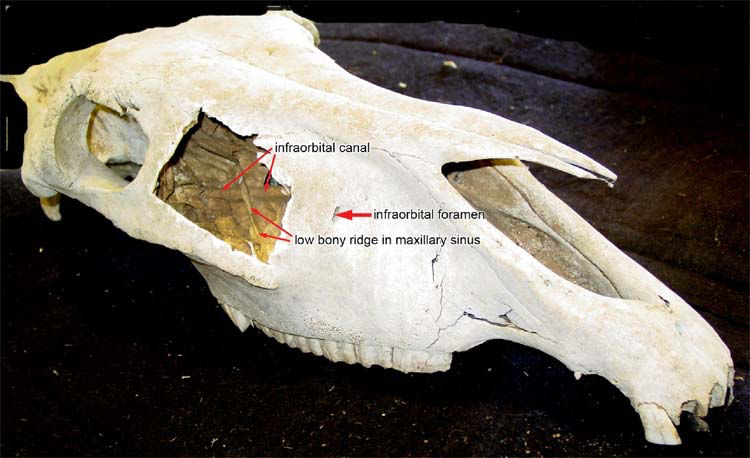 Donkey skull with a portion of the maxilla removed to show the maxillary sinus.