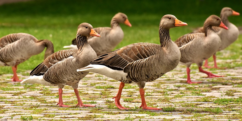 geese 