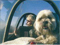 Photo of a Pilots & Paws transport