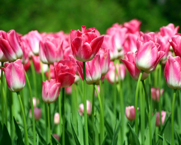 y-nghia-cua-hoa-tulip-hong