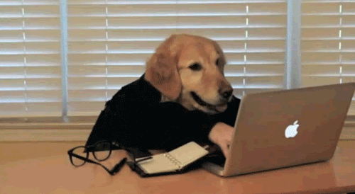 typing dog computer chien clavier taper ordinateur écrire write